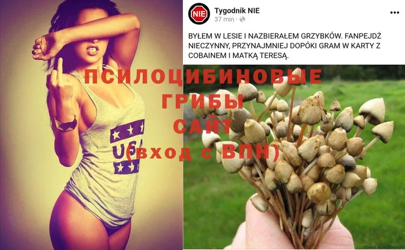 Псилоцибиновые грибы Magic Shrooms  где купить наркоту  Балахна 